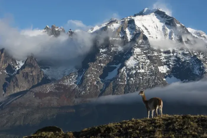 Framed Print : Guanaco (Llama guanaco) with Cordiera del Paine in back, Torres del Paine National Park Framed Print : Guanaco (Llama guanaco) with Cordiera del Paine in back, Torres del Paine National Park