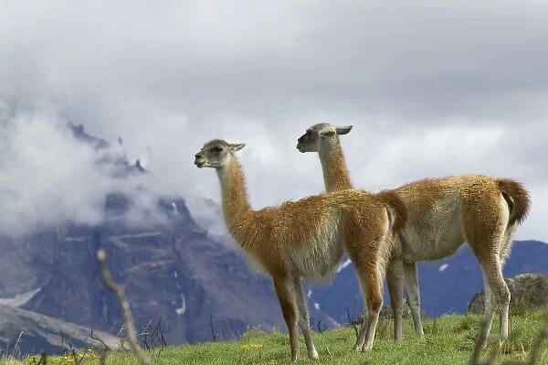 Guanaco on meadow under blue sky, mountain in mist in the distance, Torres del Paine National Park