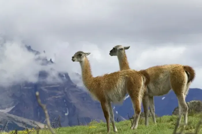 Framed Print : Guanaco on meadow under blue sky, mountain in mist in the distance, Torres del Paine National Park Framed Print : Guanaco on meadow under blue sky, mountain in mist in the distance, Torres del Paine National Park