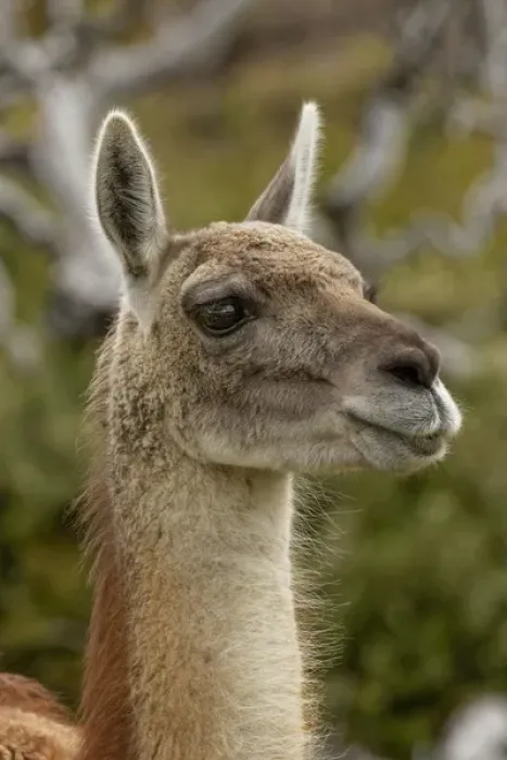 Framed Print : Guanaco portrait, Torres del Paine National Park, Chile, South America. Patagonia Framed Print : Guanaco portrait, Torres del Paine National Park, Chile, South America. Patagonia