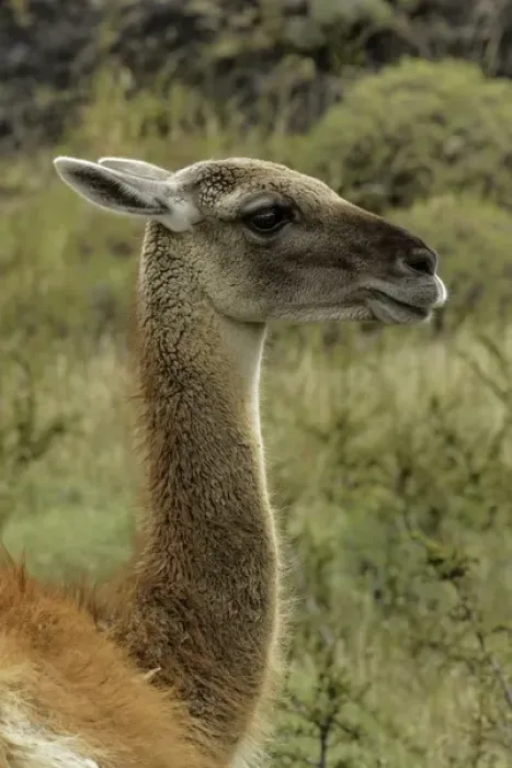 Framed Print : Guanaco portrait, Torres del Paine National Park, Chile, South America. Patagonia Framed Print : Guanaco portrait, Torres del Paine National Park, Chile, South America. Patagonia