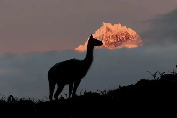 Framed Print : Guanaco portrait, Torres del Paine National Park, Chile, South America. Patagonia Framed Print : Guanaco portrait, Torres del Paine National Park, Chile, South America. Patagonia