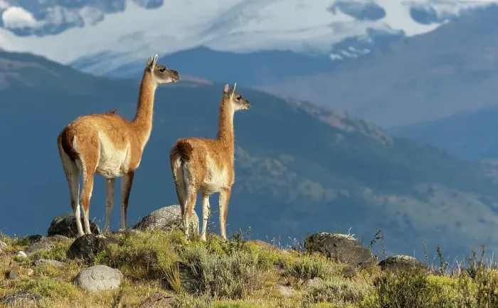 Framed Print : Guanaco, Torres del Paine, Chile Framed Print : Guanaco, Torres del Paine, Chile