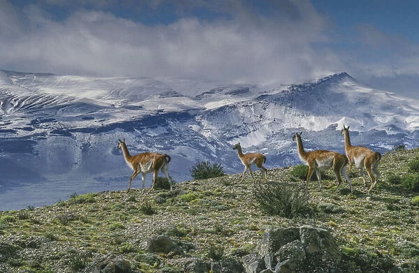 Guanacos graze with backdrop of snowy mountain. Torres Del Paine National Park, Chile