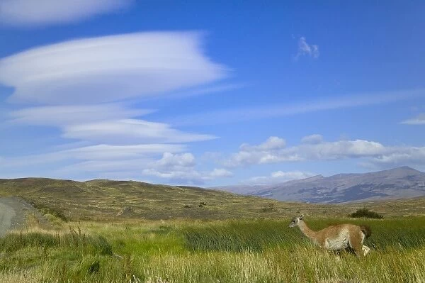 Guanacos on the meadow by Lago Pehoe, Torres del Paine National Park, Patagonia, Chile