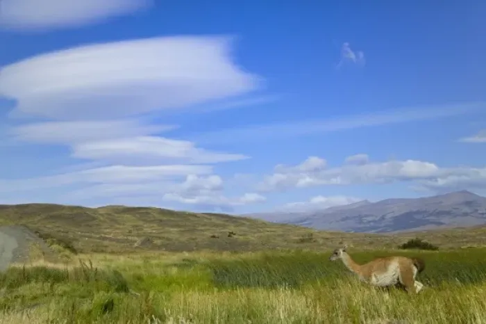 Framed Print : Guanacos on the meadow by Lago Pehoe, Torres del Paine National Park, Patagonia, Chile Framed Print : Guanacos on the meadow by Lago Pehoe, Torres del Paine National Park, Patagonia, Chile
