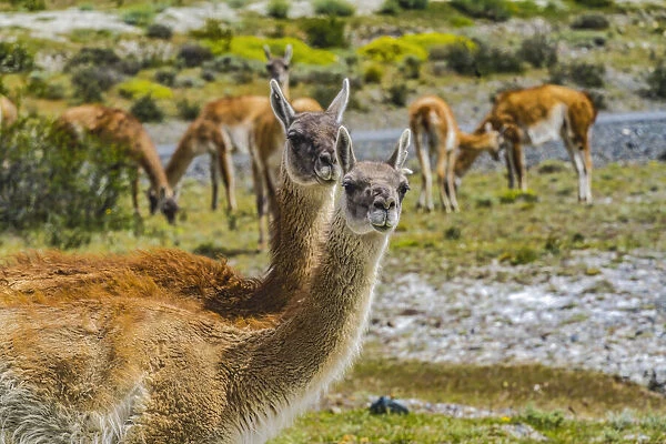 Guanacos wild lamas eating Salt, Atacama Salt Flats, Torres del Paine National Park