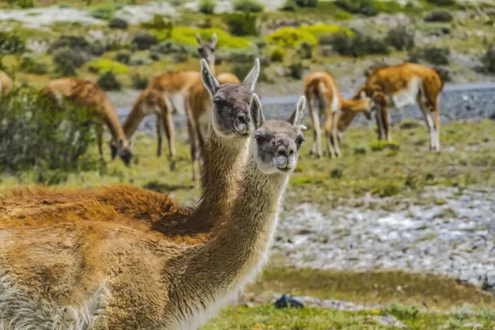 Framed Print : Guanacos wild lamas eating Salt, Atacama Salt Flats, Torres del Paine National Park