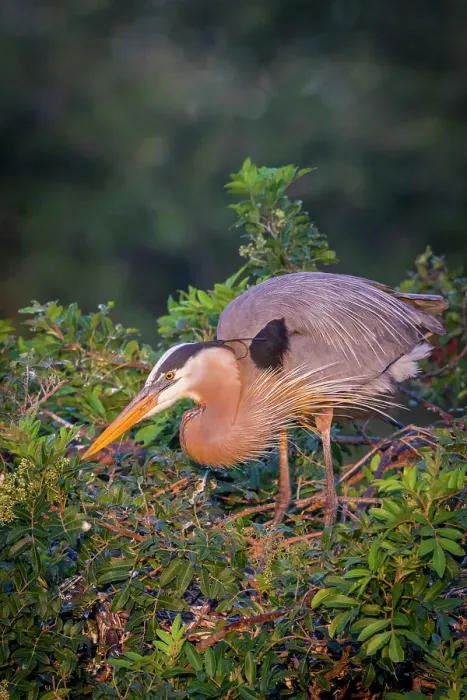 Framed Print : While guarding a nest, great blue herons constantly maintain their regal look, complete with elegant plumes