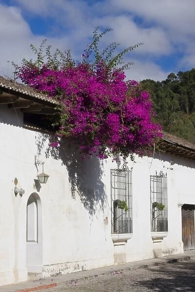 Guatemala, Antigua. Bouganvilla bush in bloom over roof top of home in Antigua