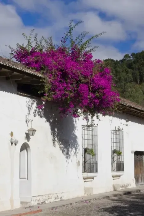 Framed Print : Guatemala, Antigua. Bouganvilla bush in bloom over roof top of home in Antigua Framed Print : Guatemala, Antigua. Bouganvilla bush in bloom over roof top of home in Antigua