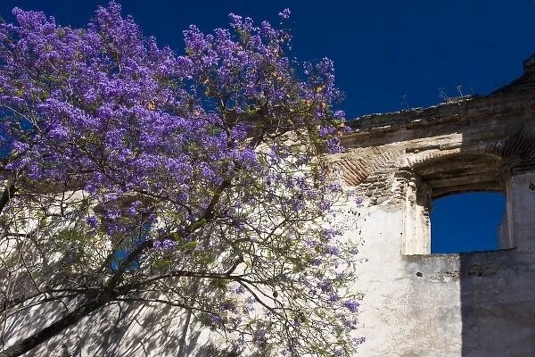 Guatemala, Antigua. The facade of an old church in Antigua with a Jacaranda tree in bloom