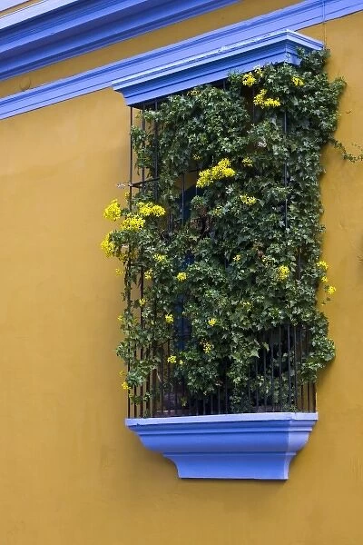 Guatemala, Antigua. Window with flowering plant on outside wall of hotel in Antigua