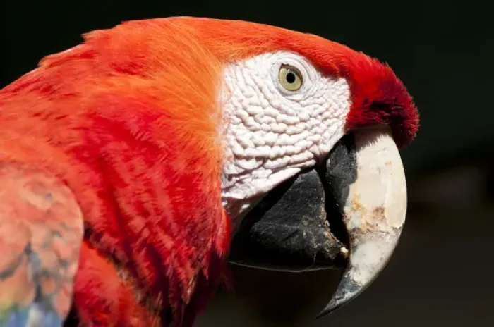 Framed Print : Guatemala, Chichicastenango. Scarlet macaw Framed Print : Guatemala, Chichicastenango. Scarlet macaw