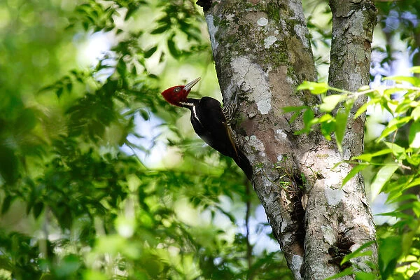 Guatemala, Tikal, Woodpecker