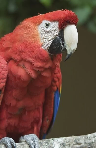 Guatemala, Western Highlands, Chichicastenango, Scarlet Macaw (Ara macao)