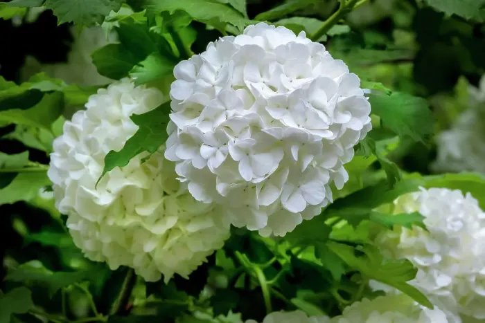 Framed Print : Guelder-rose, viburnum, snowball tree Framed Print : Guelder-rose, viburnum, snowball tree