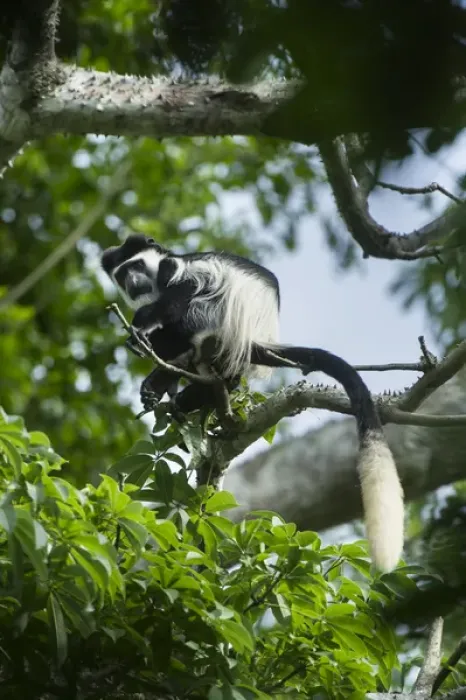Framed Print : Guereza colobus monkey (Colobus guereza), Lango Bai, Republic of Congo (Congo - Brazzaville) Framed Print : Guereza colobus monkey (Colobus guereza), Lango Bai, Republic of Congo (Congo - Brazzaville)