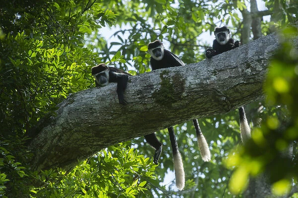 Guereza colobus monkey (Colobus guereza), Lango Bai, Republic of Congo (Congo - Brazzaville)