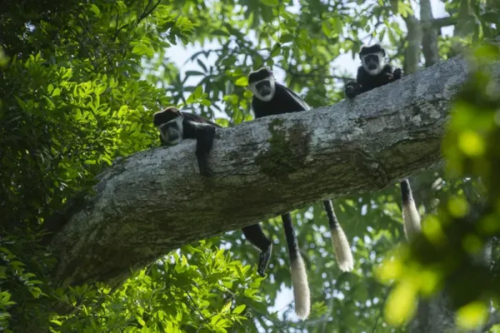 Framed Print : Guereza colobus monkey (Colobus guereza), Lango Bai, Republic of Congo (Congo - Brazzaville)
