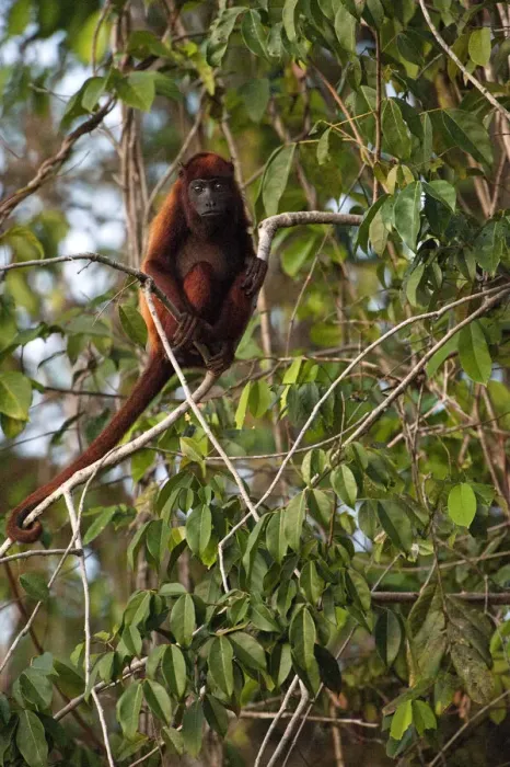 Framed Print : Guianan Red howler monkey (Alouatta macconnelli) GUYANA South America