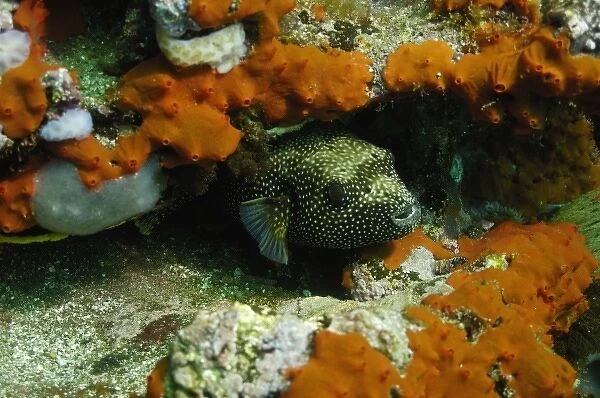 Guineafowl Puffer (Arothron meleagris) off of Wolf Island in the northern archipelage