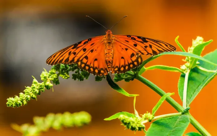Framed Print : Gulf fritillary (Agraulis vanillae), Seattle, Washington State