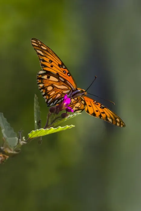 Framed Print : Gulf Fritillary (Agraulis vanillae) butterfly feeding Framed Print : Gulf Fritillary (Agraulis vanillae) butterfly feeding