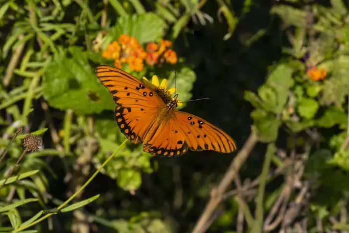 Framed Print : Gulf Fritillary (Agraulis vanillae) butterfly on Lantana flowers Framed Print : Gulf Fritillary (Agraulis vanillae) butterfly on Lantana flowers