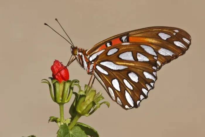 Framed Print : Gulf Fritillary (Agraulis vanillae) nectaring on wild flowers Framed Print : Gulf Fritillary (Agraulis vanillae) nectaring on wild flowers