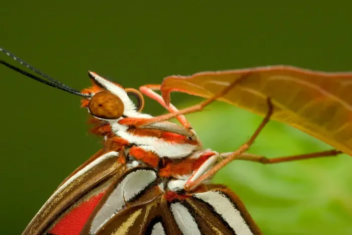 Framed Print : Gulf Fritillary butterfly closeup on leaf, Agraulis vanillae, (Controlled situation)