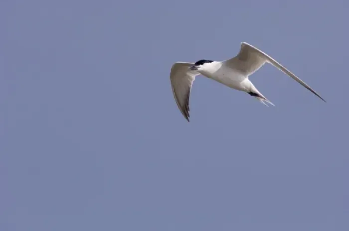 Framed Print : Gull-billed Tern, Sterna nilotica, adult in flight, Willacy County, Rio Grande Valley Framed Print : Gull-billed Tern, Sterna nilotica, adult in flight, Willacy County, Rio Grande Valley
