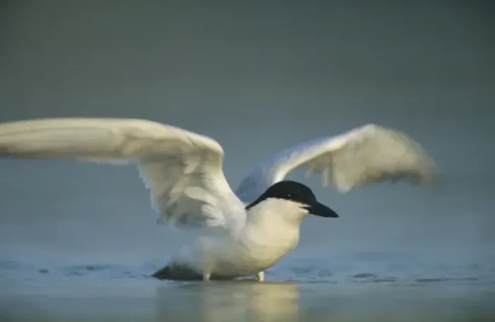 Framed Print : Gull-billed Tern, Sterna nilotica, adult bathing, Welder Wildlife Refuge, Sinton