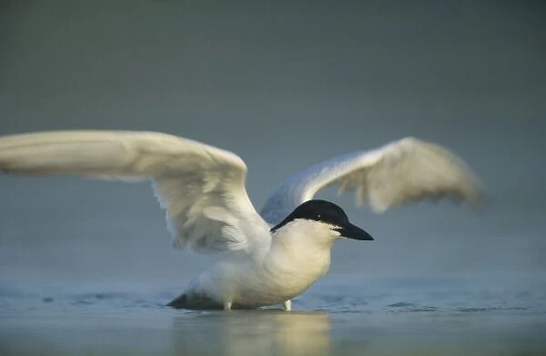 Gull-billed Tern, Sterna nilotica, adult bathing, Welder Wildlife Refuge, Sinton
