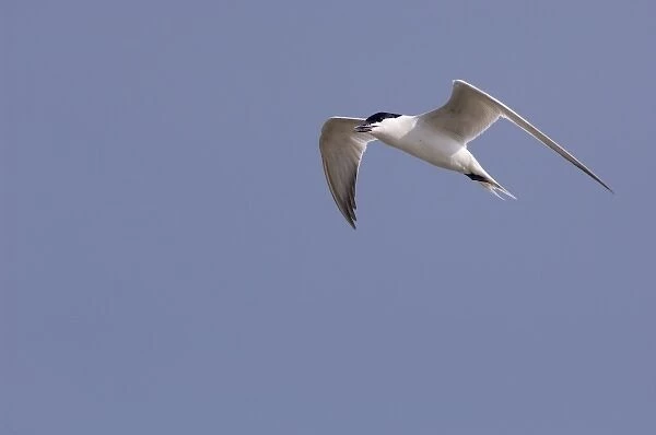 Gull-billed Tern, Sterna nilotica, adult in flight, Willacy County, Rio Grande Valley