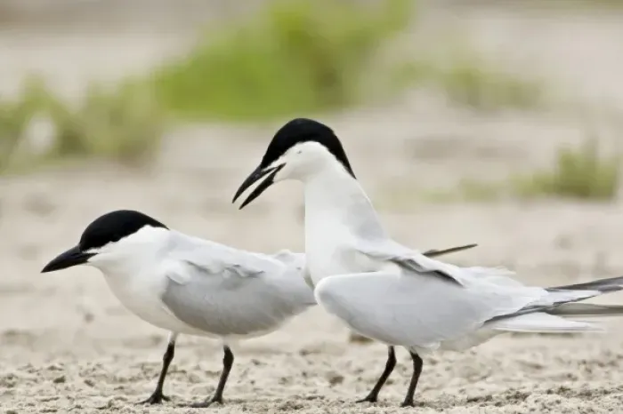 Framed Print : Gull-billed Terns in courtship, Sterna nilotica, Welder flats, Texas Framed Print : Gull-billed Terns in courtship, Sterna nilotica, Welder flats, Texas