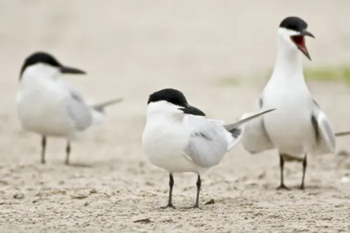 Framed Print : Gull-billed Terns, Sterna nilotica, Welder flats, Texas Framed Print : Gull-billed Terns, Sterna nilotica, Welder flats, Texas
