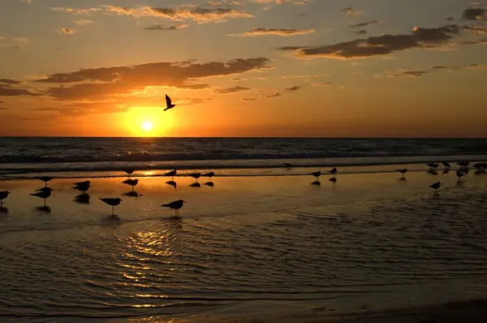 Framed Print : Gulls Waiting for Sunset Framed Print : Gulls Waiting for Sunset