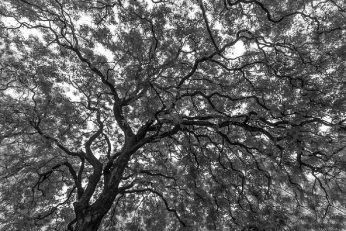 Framed Print : Gum Trees near Recoleta section of Buenos Aires Framed Print : Gum Trees near Recoleta section of Buenos Aires