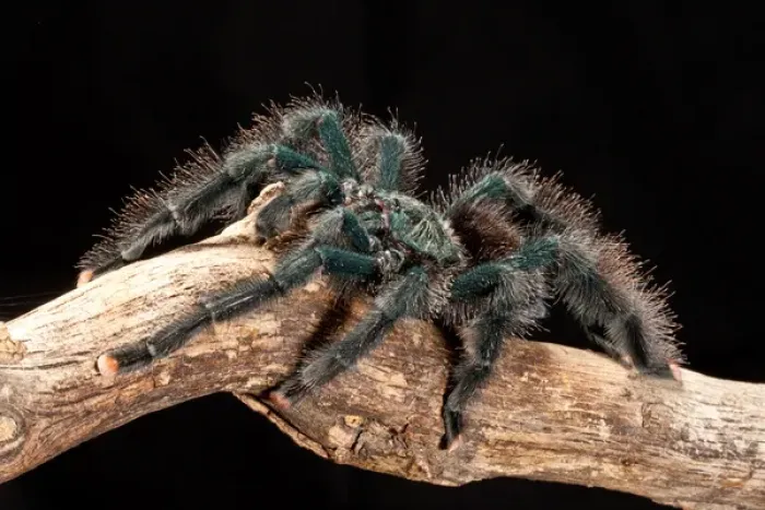 Framed Print : Guyana Pink Toe Tarantula, Avicularia avicularia Framed Print : Guyana Pink Toe Tarantula, Avicularia avicularia