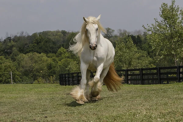 Gypsy Vanner Horse running, Crestwood, KY