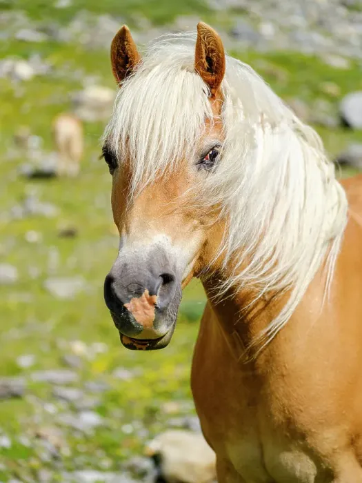 Framed Print : Haflinger Horse on its mountain pasture (Shieling) in the Otztal Alps (Obergurgl, Rotmoostal). Austria, Tyrol