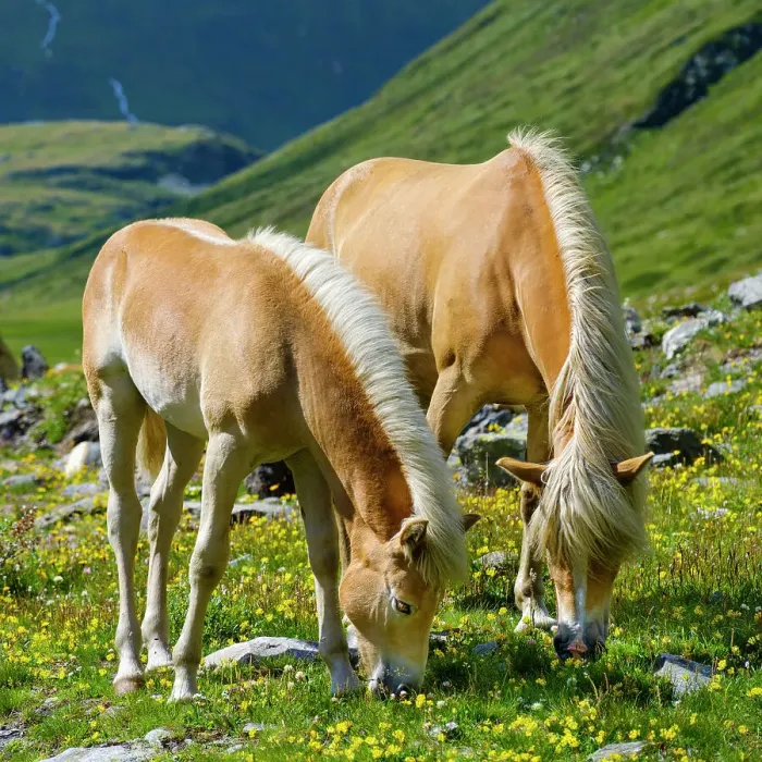 Framed Print : Haflinger horse on its mountain pasture (Shieling) in the Otztal Alps (Obergurgl, Rotmoostal). Austria, Tyrol Framed Print : Haflinger horse on its mountain pasture (Shieling) in the Otztal Alps (Obergurgl, Rotmoostal). Austria, Tyrol