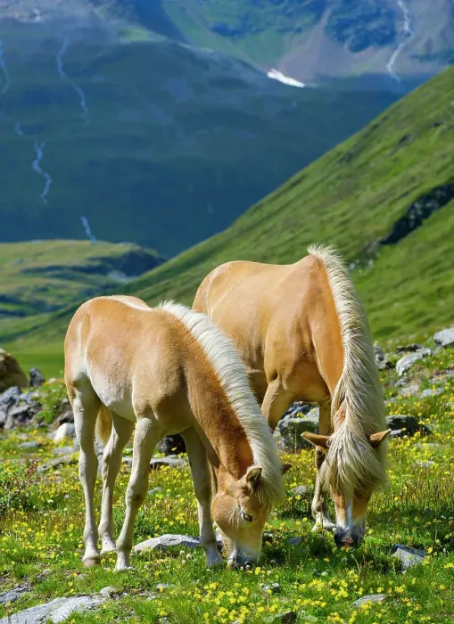 Framed Print : Haflinger horse on its mountain pasture (Shieling) in the Otztal Alps (Obergurgl, Rotmoostal). Austria, Tyrol