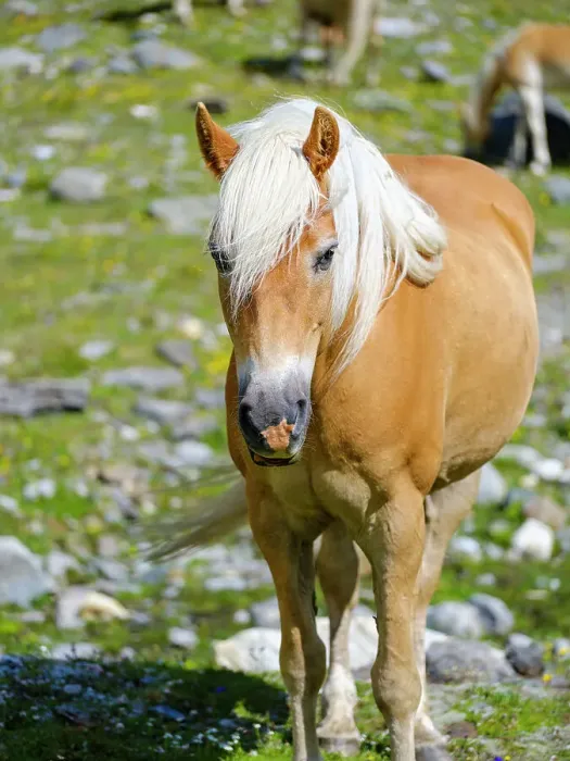 Framed Print : Haflinger horse on its mountain pasture (Shieling) in the Otztal Alps (Obergurgl, Rotmoostal). Austria, Tyrol