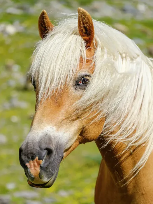Framed Print : Haflinger horse on its mountain pasture (Shieling) in the Otztal Alps (Obergurgl, Rotmoostal). Austria, Tyrol Framed Print : Haflinger horse on its mountain pasture (Shieling) in the Otztal Alps (Obergurgl, Rotmoostal). Austria, Tyrol