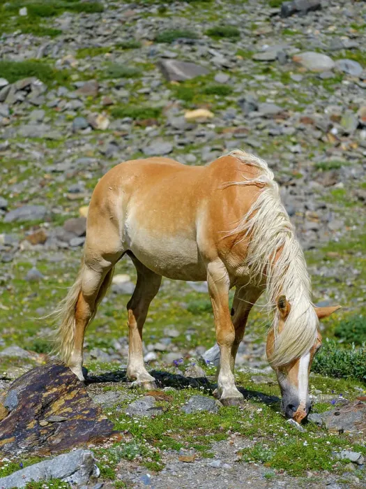 Framed Print : Haflinger horse on its mountain pasture (Shieling) in the Otztal Alps (Obergurgl, Rotmoostal). Austria, Tyrol Framed Print : Haflinger horse on its mountain pasture (Shieling) in the Otztal Alps (Obergurgl, Rotmoostal). Austria, Tyrol