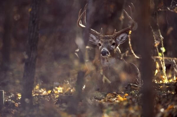 Hagerman National Wildlife Refuge, Texas, a Whitetailed Deer buck (Odocoileus virginianus)