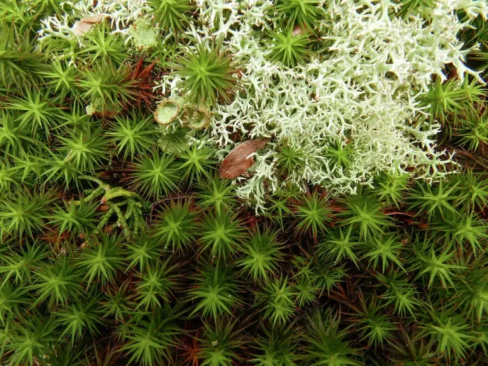Framed Print : Haircap or polytrichum moss and cladonia lichen (also reindeer moss'), early spring, southern Illinois