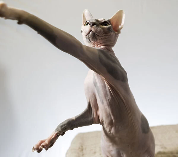 A hairless sphinx cat takes a swing at a toy (PR)
